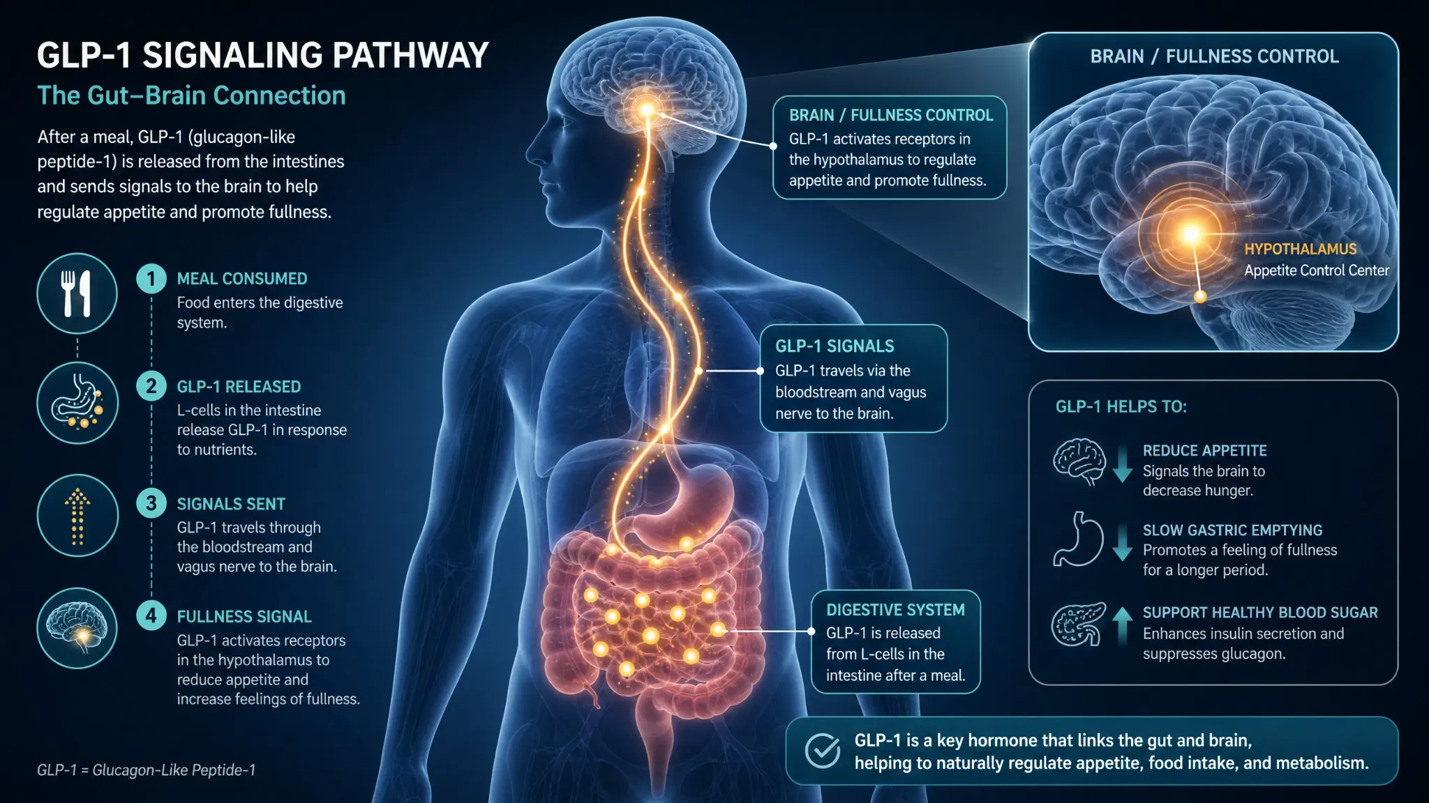 Illustration of gut-to-brain signalling after a meal
